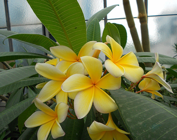 Plumeria rubra