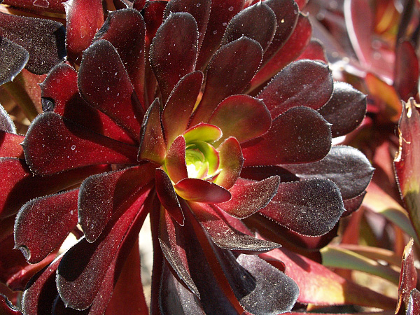 Aeonium arboreum 'Atropurpureum' Aeonium arboreum 'Atropurpureum'