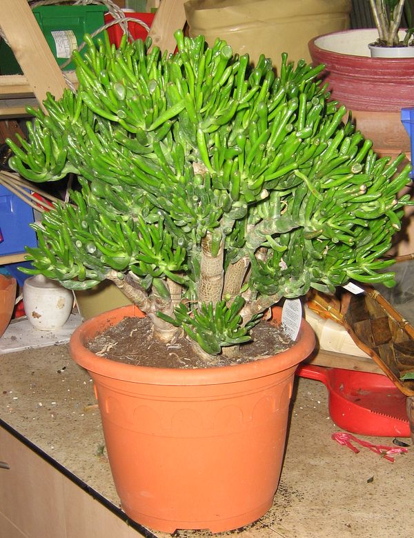 Crassula ovata v. monstrosa Crassula ovata v. monstrosa