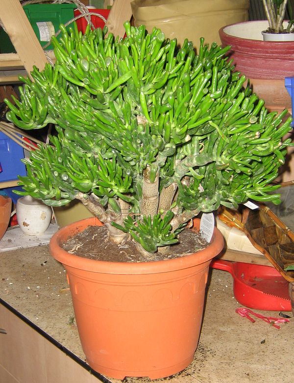 Crassula ovata v. monstrosa