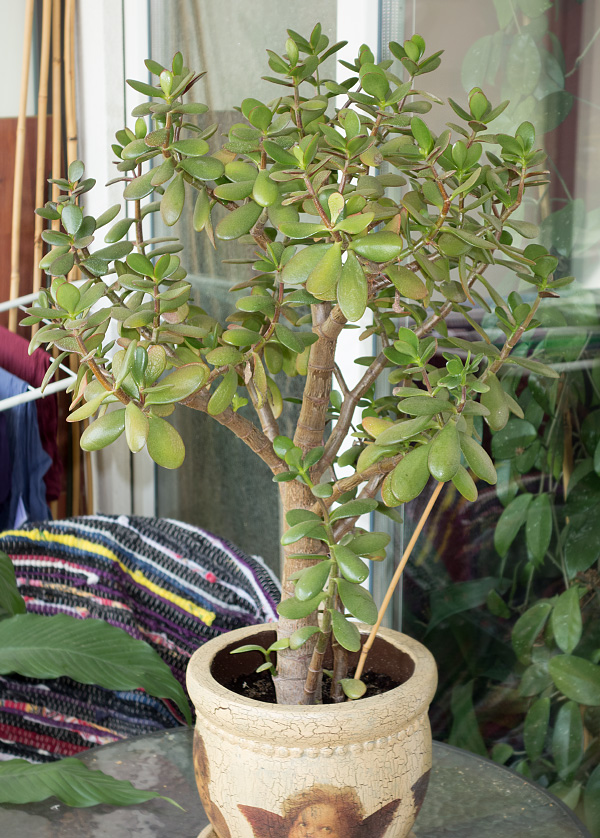 Crassula ovata Crassula ovata