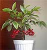 Ardisia crenata