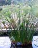 Cyperus papyrus