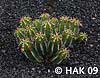 Euphorbia echinus