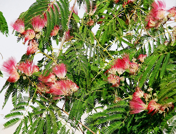 Albizia julibrissin Albizia julibrissin