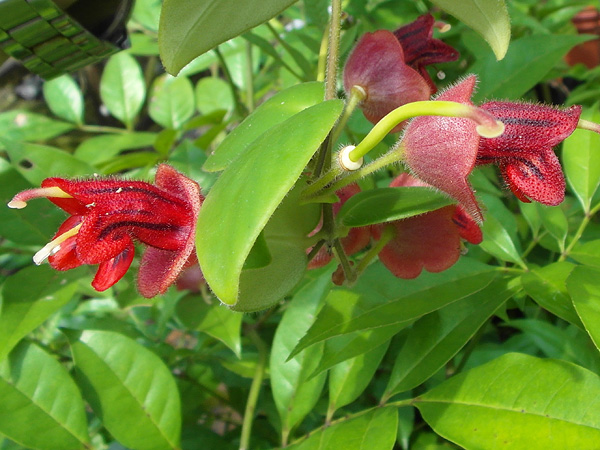 Aeschynanthus tricolor