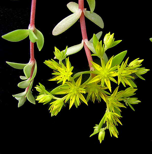 Sedum lineare Sedum lineare