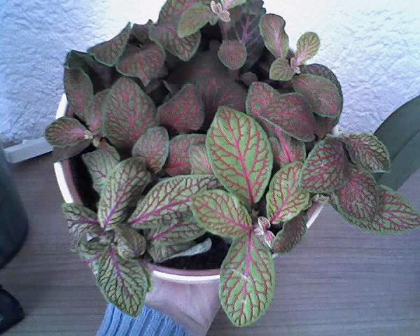 Hypoestes phyllostachya Hypoestes phyllostachya