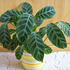 Calathea zebrina