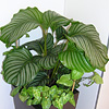 Calathea orbifolia