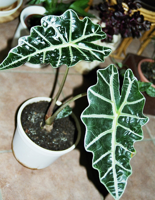 Alocasia sanderiana Alocasia sanderiana