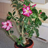 Adenium obesum