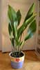 Aspidistra elatior