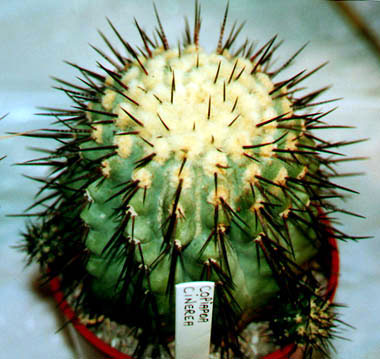 Copiapoa cinerea Copiapoa cinerea
