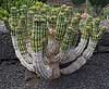 Euphorbia handiensis