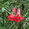 Lapageria rosea