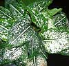 Aglaonema costatum