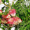 Albizia julibrissin