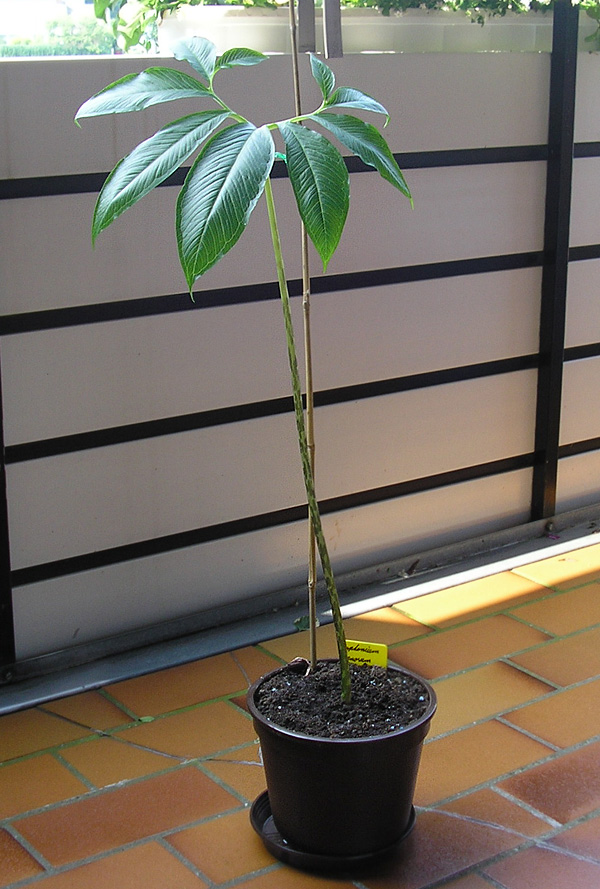 Typhonium venosum Typhonium venosum
