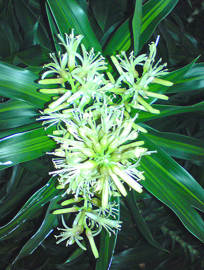 Blüte einer Dracaena reflexa 