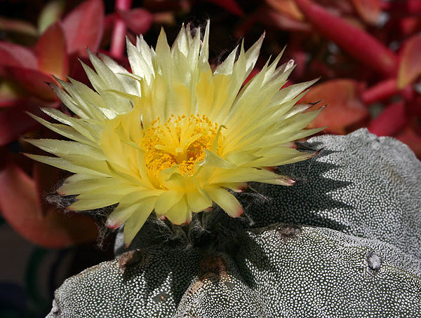 Die Blüte der Astrophytum myriostigma