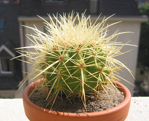 Echinocactus grusonii, Jungpflanze