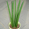 Sansevieria cylindrica