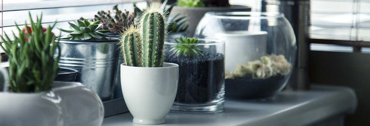Insekten im Haus: Mit diesen Tipps werden Sie die Plagegeister los