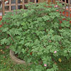 Pelargonium 'Sweet Miriam'