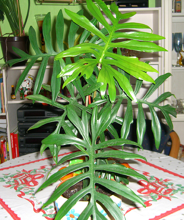 Philodendron elegans Philodendron elegans
