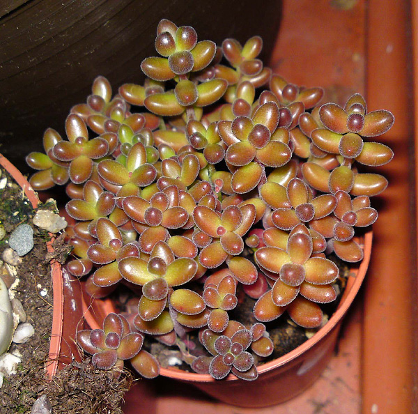 Sedum stahlii Sedum stahlii