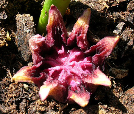 Eine Blüte im Detail