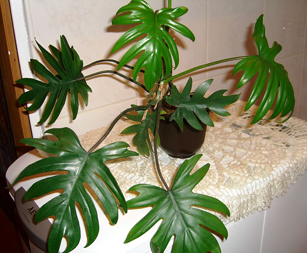 Philodendron radiatum