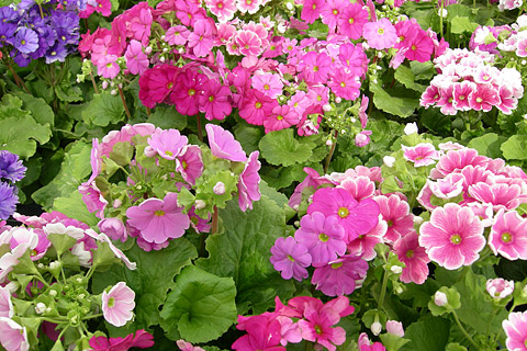Primula obconica Primula obconica