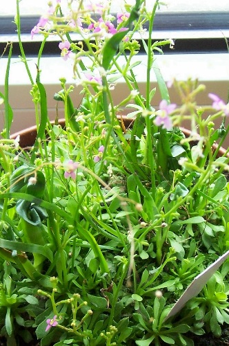 Stylidium debile Stylidium debile