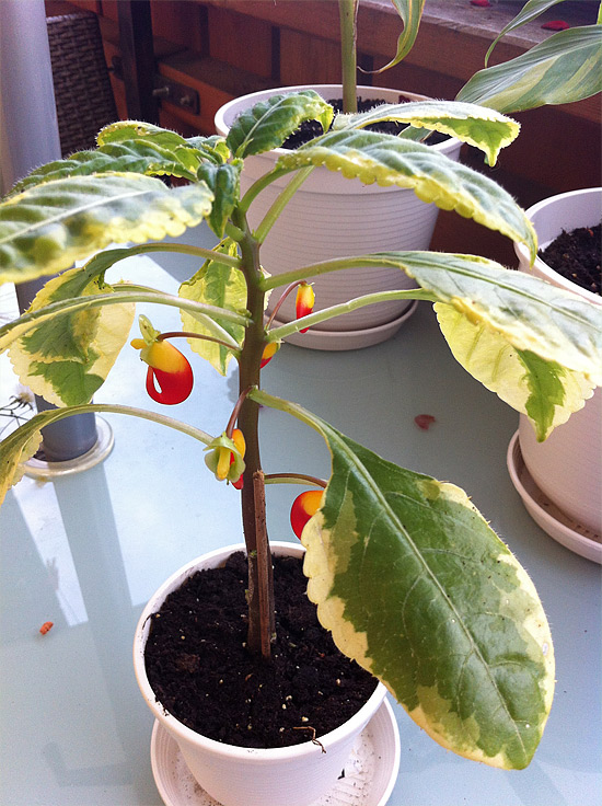 Impatiens niamniamensis 'Variegata' Impatiens niamniamensis 'Variegata'