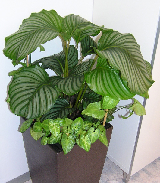 Calathea orbifolia