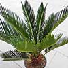 Cycas revoluta