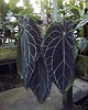 Anthurium crystallinum