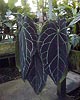 Anthurium crystallinum