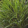 Bulbine frutescens