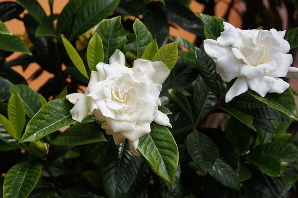 Gardenia jasminoides Gardenia jasminoides