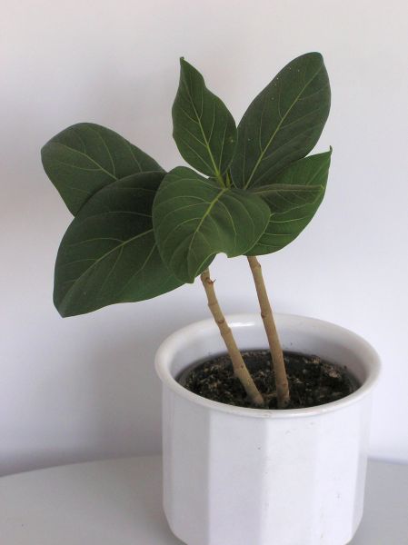 Ficus benghalensis Ficus benghalensis