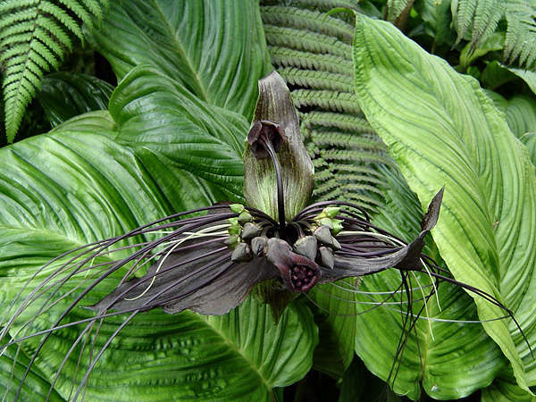 Tacca chantrieri