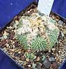 Aztekium ritteri