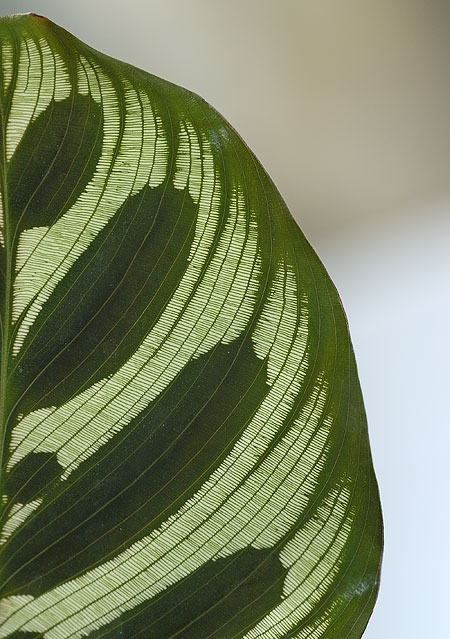 Detail eines Blattes Detail eines Blattes