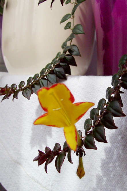Columnea scandens Columnea scandens
