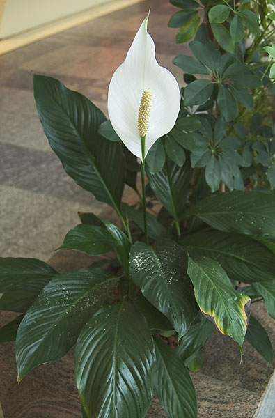 Spathiphyllum wallisii