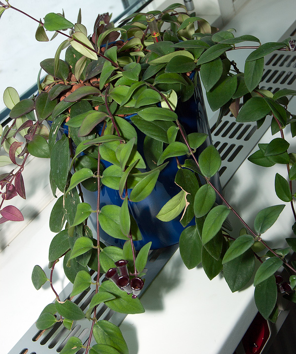 Aeschynanthus radicans Aeschynanthus radicans
