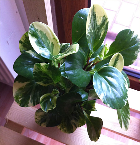 Peperomia obtusifolia 'Green Gold'